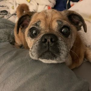 Photos for an art project, pup not for sale.